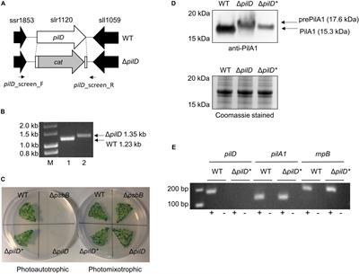 Type IV Pili-Independent Photocurrent Production by the Cyanobacterium Synechocystis sp. PCC 6803